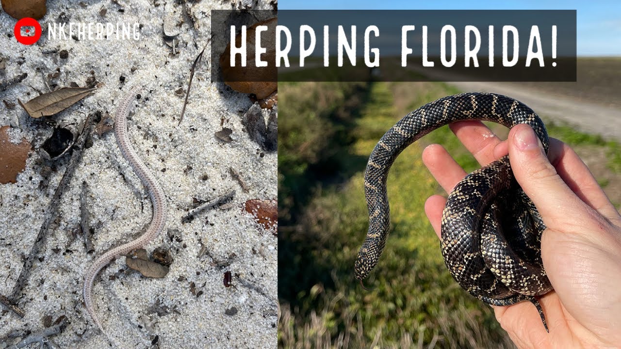 Searching for Sand Swimming Lizards and Kingsnakes in Florida! End of 2020 Herping!