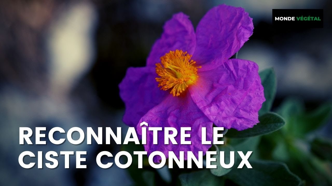 RECONNAÎTRE LE CISTE COTONNEUX (plante de garrigue)