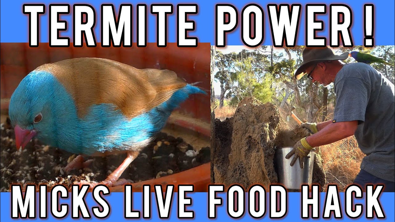 Termites: Best live food for birds!