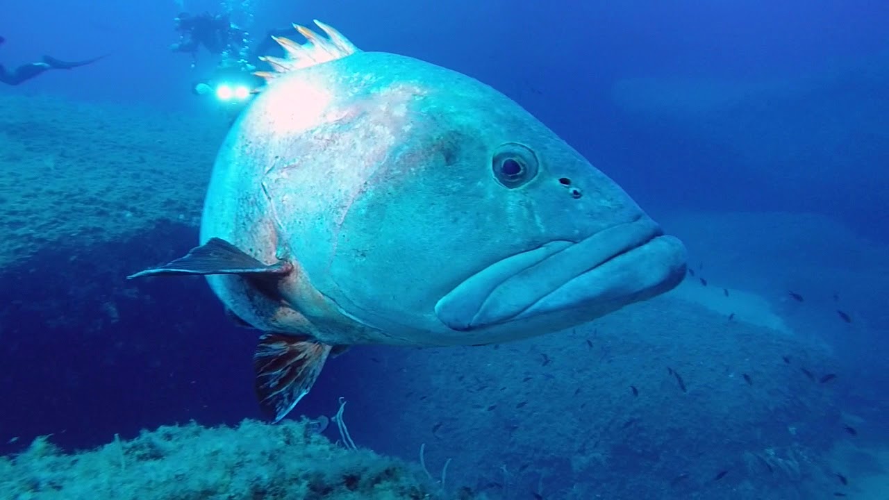 SARDEGNA - ISOLA DEI CAVOLI
