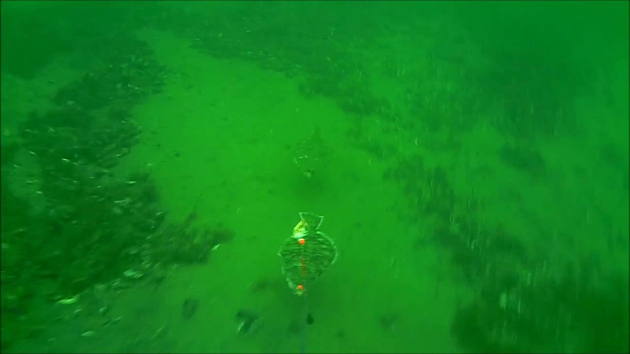 Fladfisk der jager skalrejer