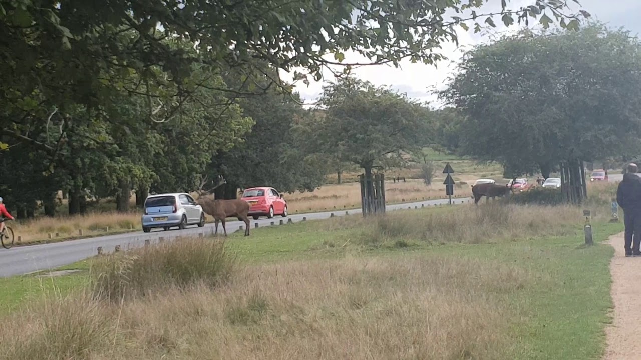 Stag Attacks Car - Richmond Park 6-10-2019