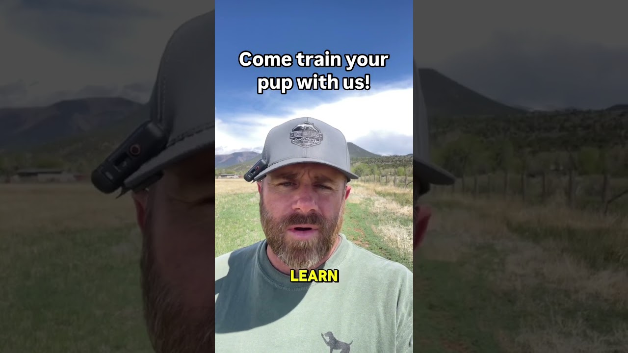 Got a bird dog? Let&rsquo;s train together! Our next Best Gun Dogs Seminar is coming up at the end of the