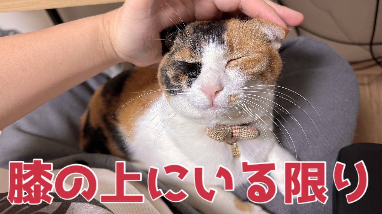 【緊急生放送】ベルちゃんが膝の上から降りるまで生放送！ーとにかく甘やかせー