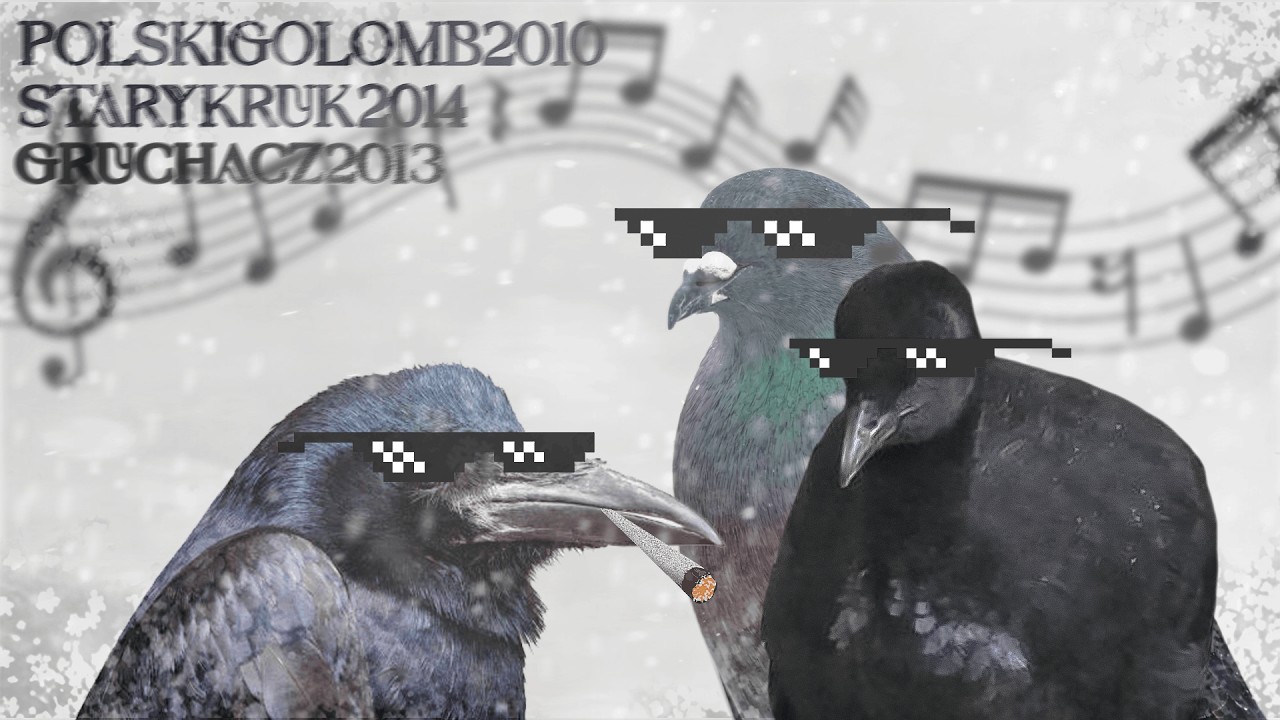 polskigolomb2010 - NOWY PORZĄDEK GNIAZDA (feat. starykruk2014 + gruchacz2013)