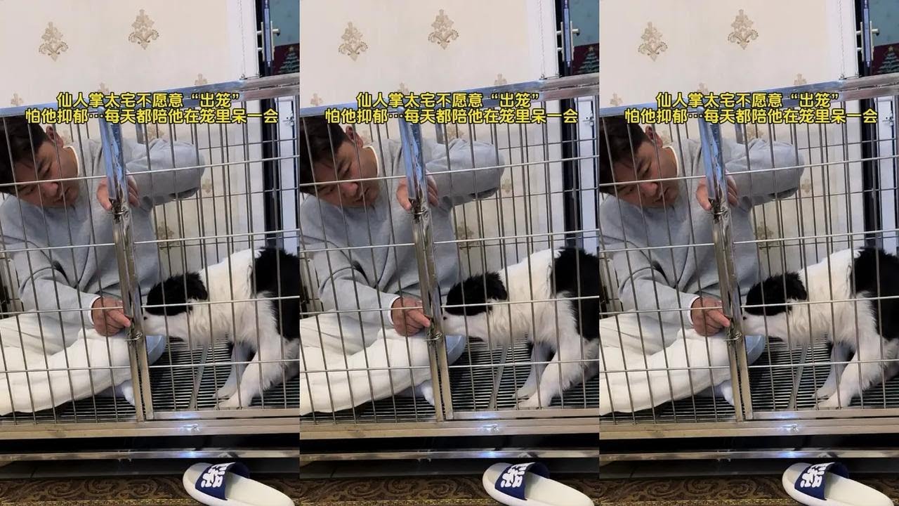 为了我家宅狗：仙人掌，我每天都得睡笼子！#边境牧羊犬 #边牧 #搞笑#狗狗