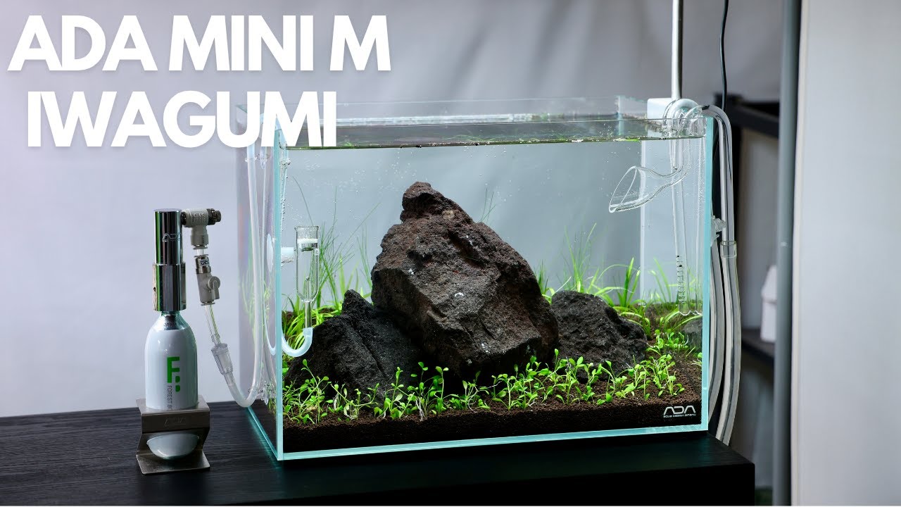 ADA Mini M Aquascape Rebuild &ndash; Создание минимального макета Ивагуми