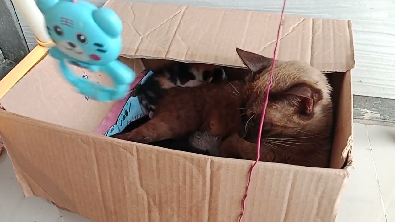 Lucunya kucing munel dengan anak nya yang masih imut