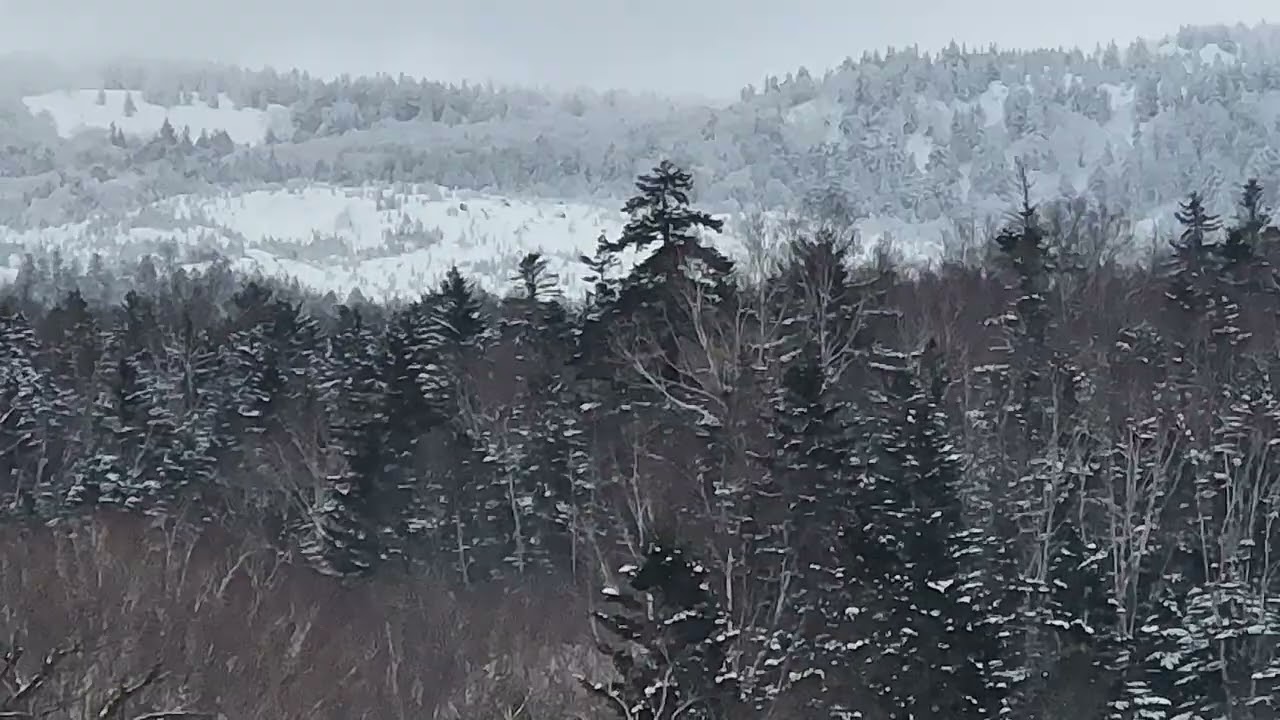 dji mimo 20260303 114948