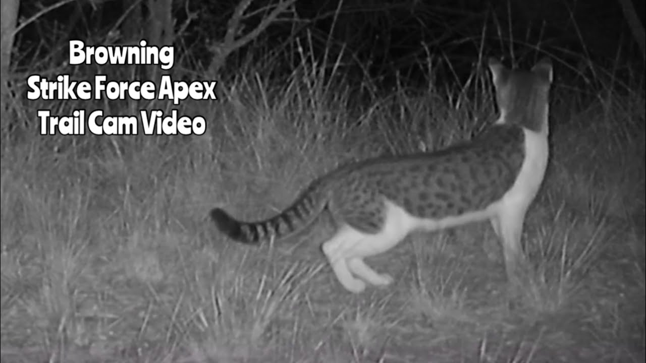 Browning Strike Force Apex Trail Camera Video Sept. 1-21, 2022