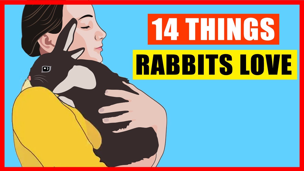 14 вещей, которые кролики любят больше всего