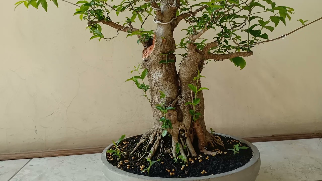 Bonsai Anting Puteri