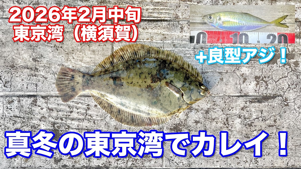 【2月中旬】真冬の東京湾でカレイ＆良型アジ！朝夕まづめ調査【横須賀】