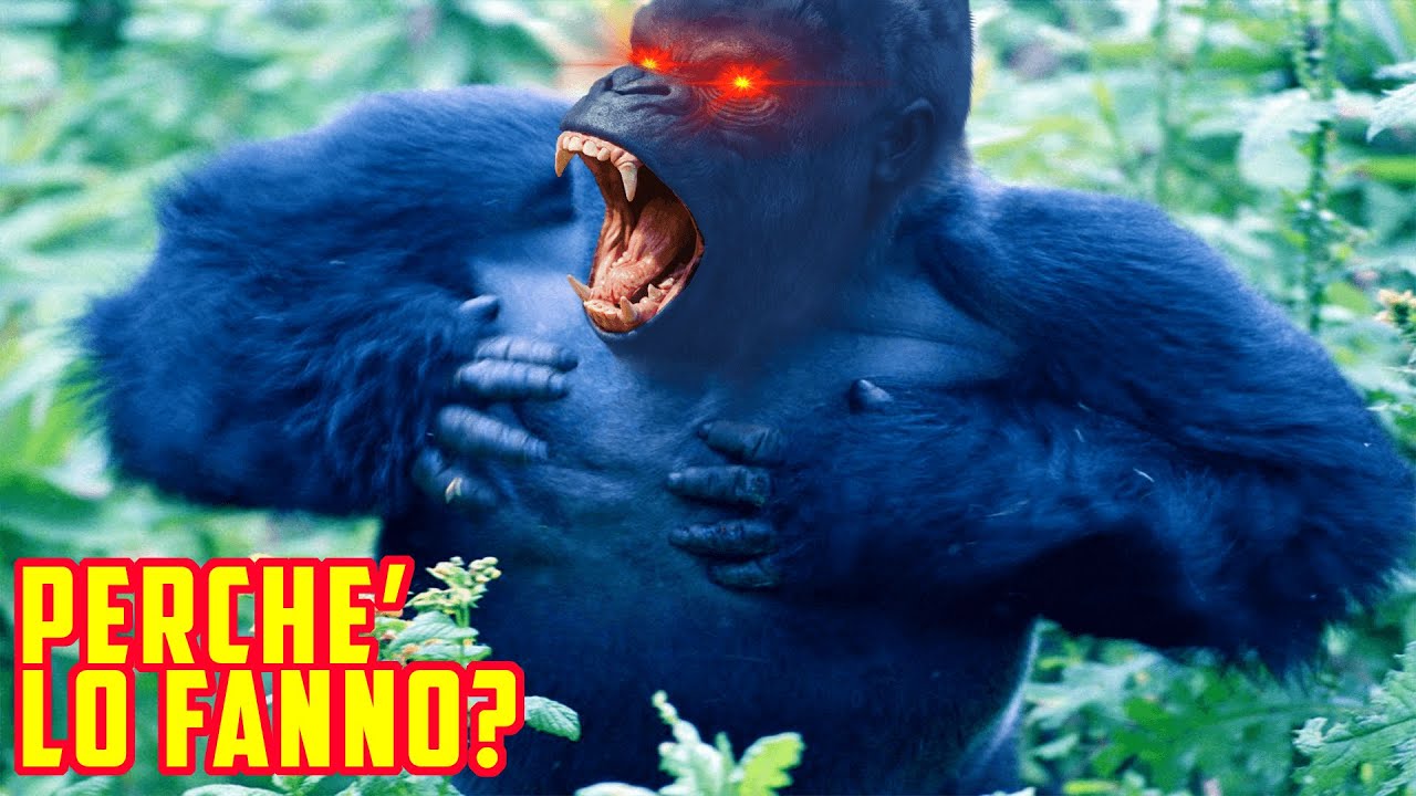 perché i GORILLA si battono il PETTO?