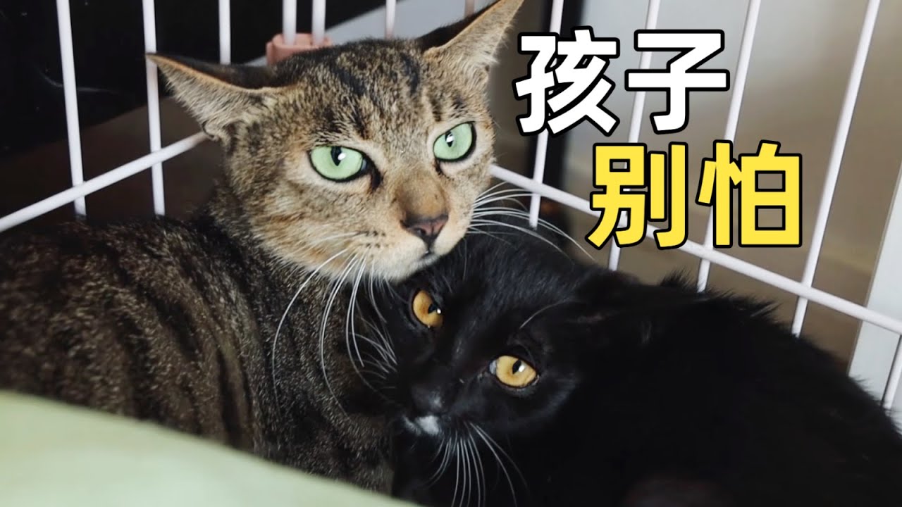 母貓誤以為救助人要搶走小貓，緊緊摟在懷裡不鬆手｜李喜猫