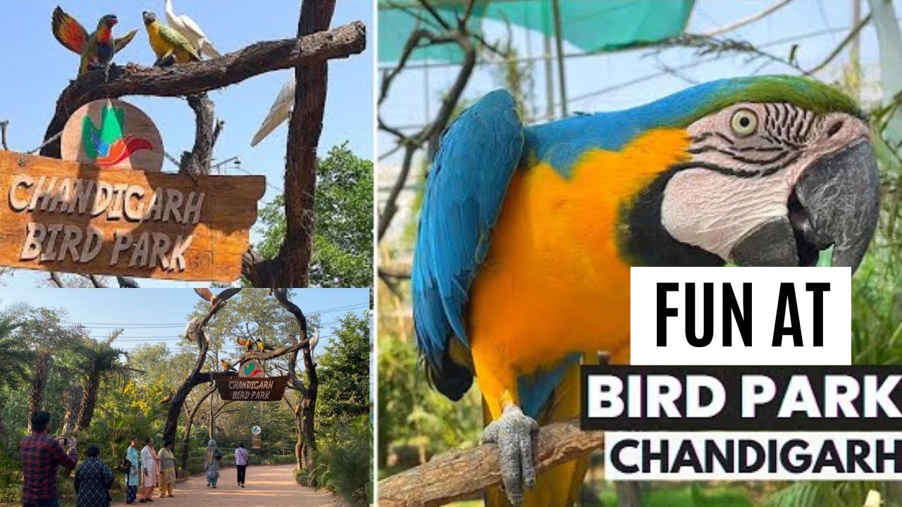Bird Park Chandigarh | A Nature Lover’s Paradise | Vlog 2024