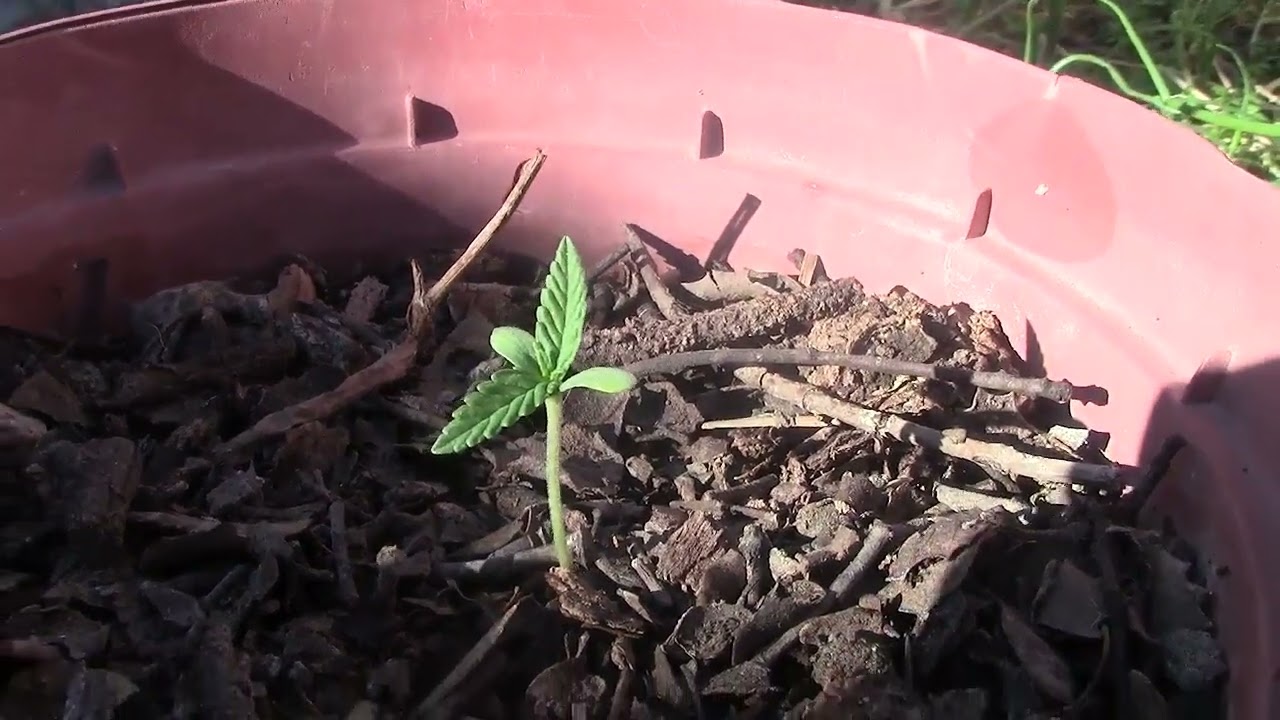 &iquest;Cultivar marihuana sin luz directa?.