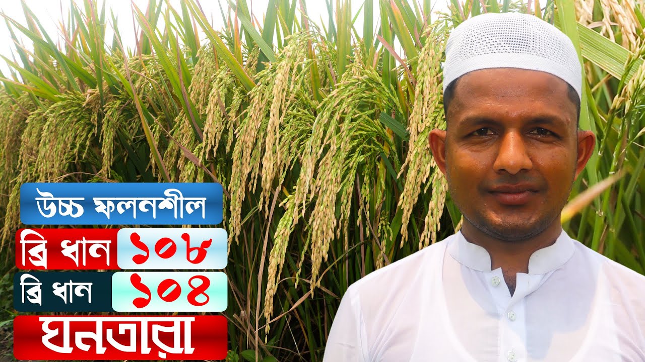 সবচেয়ে উচ্চ ফলনশীল ব্রি ধান ১০৮ চাষে আসমাউলের বাজিমাৎ | ব্রি ধান ১০৮ চাষ পদ্ধতি | Rice farming