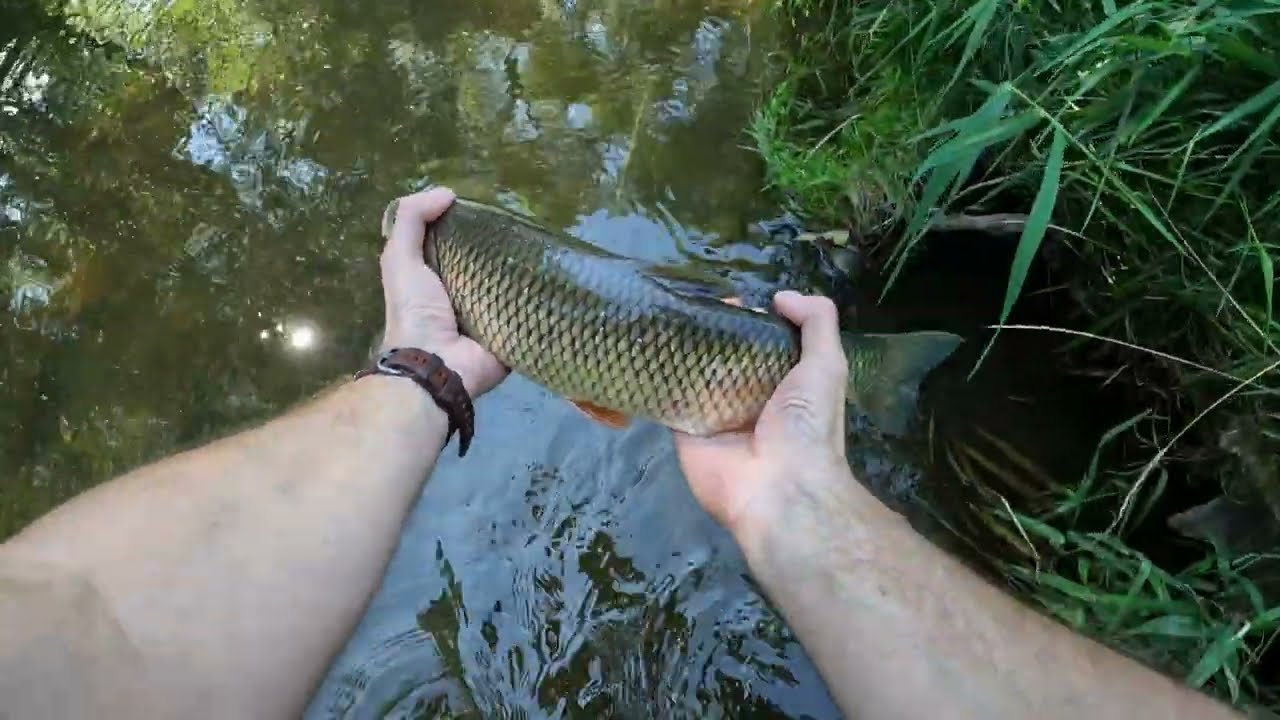 Flyfishing #3 | Kolejna ładna zbiórka i kolejny ładny kleń 40+