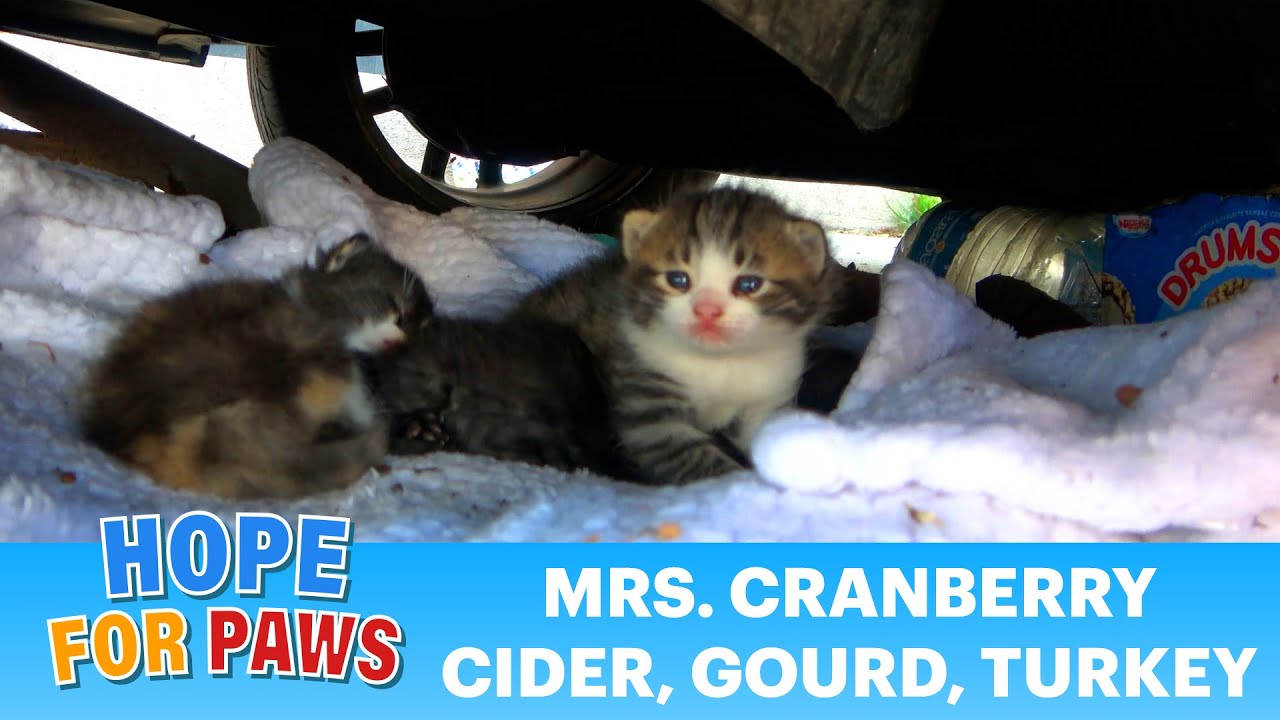 Tiny kittens born under a broken-down car that was just about to be towed away 🐈🐈🐈 #kitten