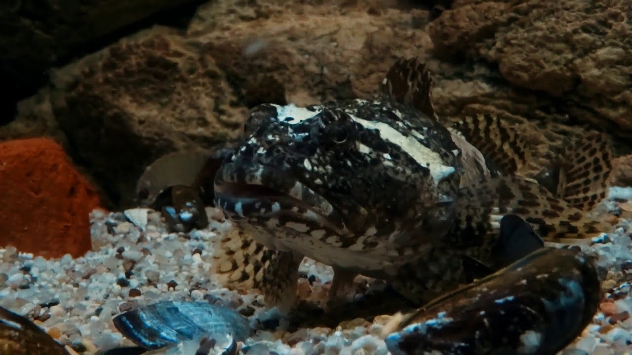 Seeskorpion und Seebull im Watt Welten Besucherzentrum