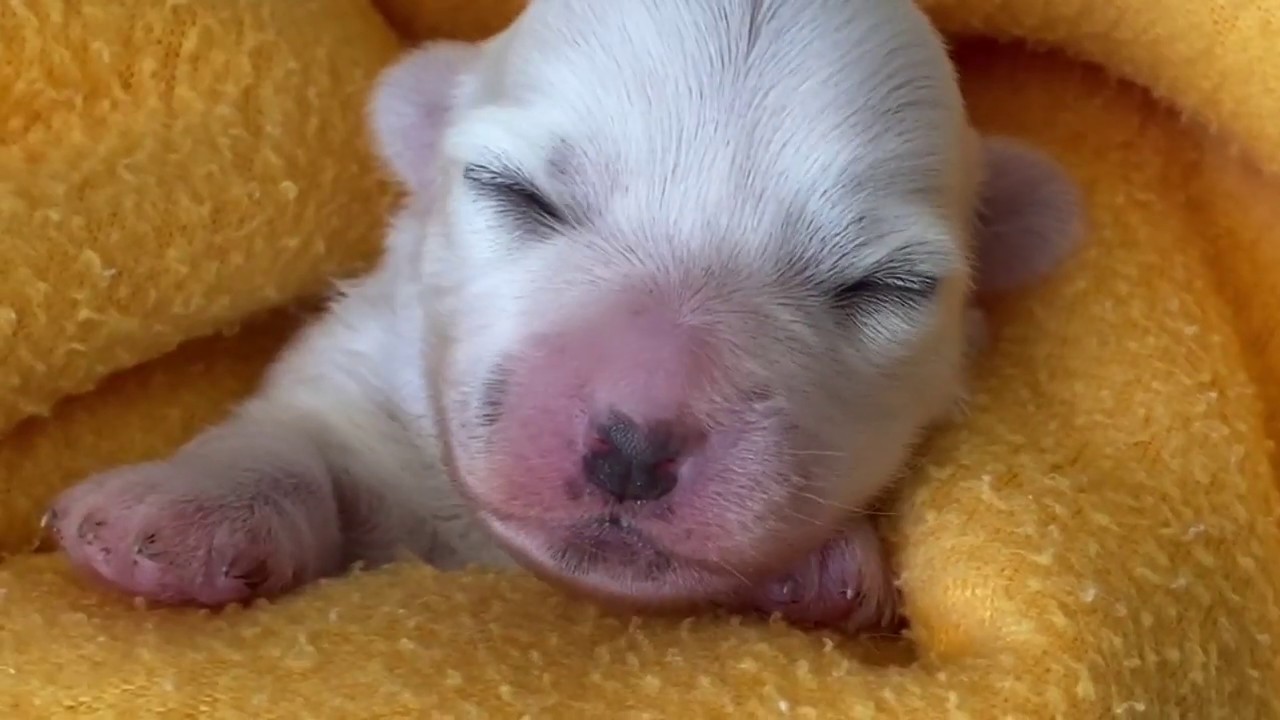 Los cuidados del cachorro la primera semana de vida