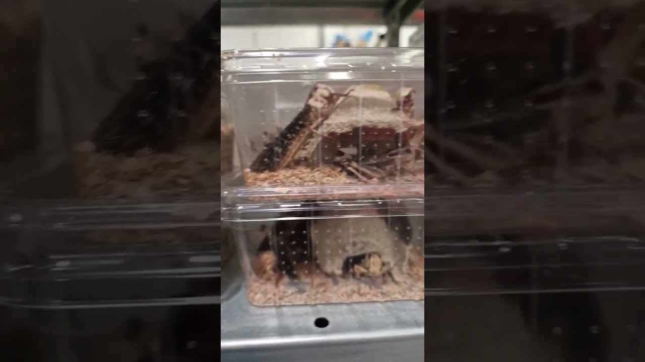 Levend voer voor reptielen