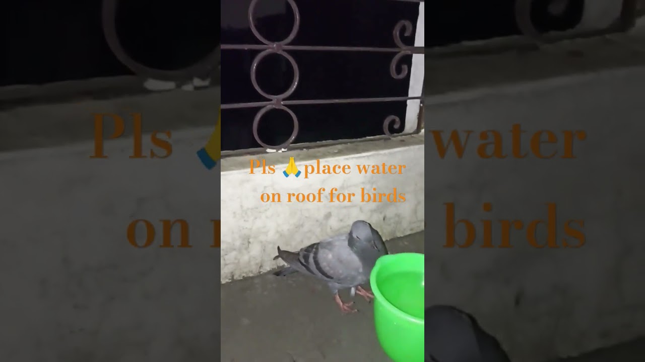 Pigeon facing trouble in flying || Save Pigeons#savebirds #kabutar #pigeons #birds #thirsty