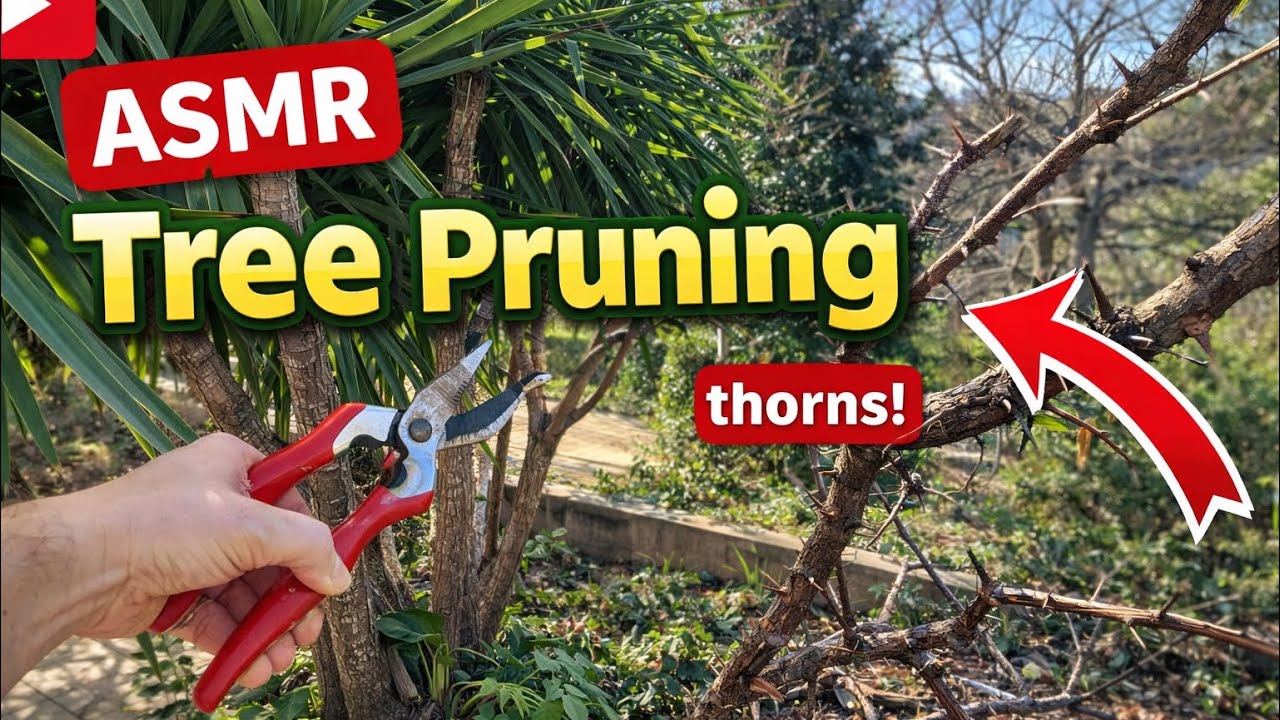 ASMR TREE PRUNING with thorns #tree #pruning #asmr #youtube 