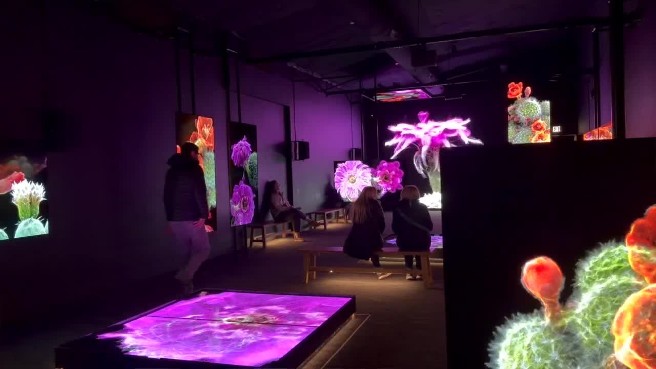 A closer look at the Desert Botanical Garden’s newest exhibit, Framerate: Desert Pulse