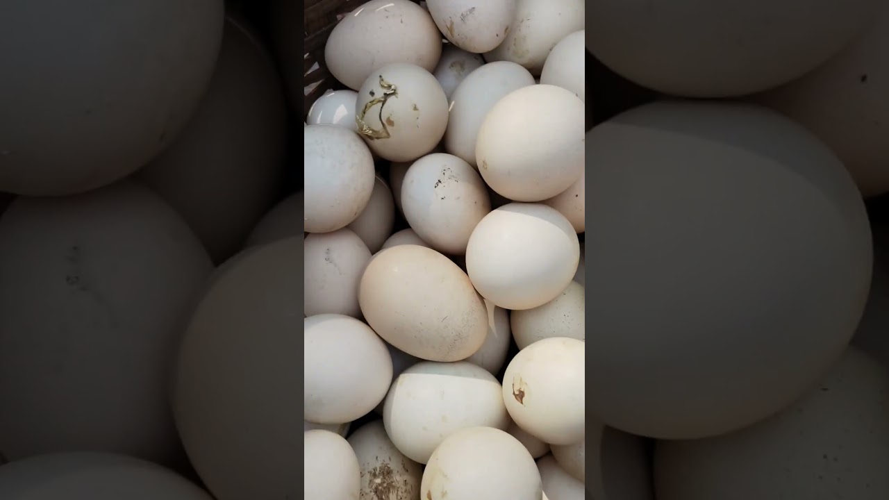 Desi Poultry Farming Business | 100 Chickens Profit | Complete Guide in Marathi  