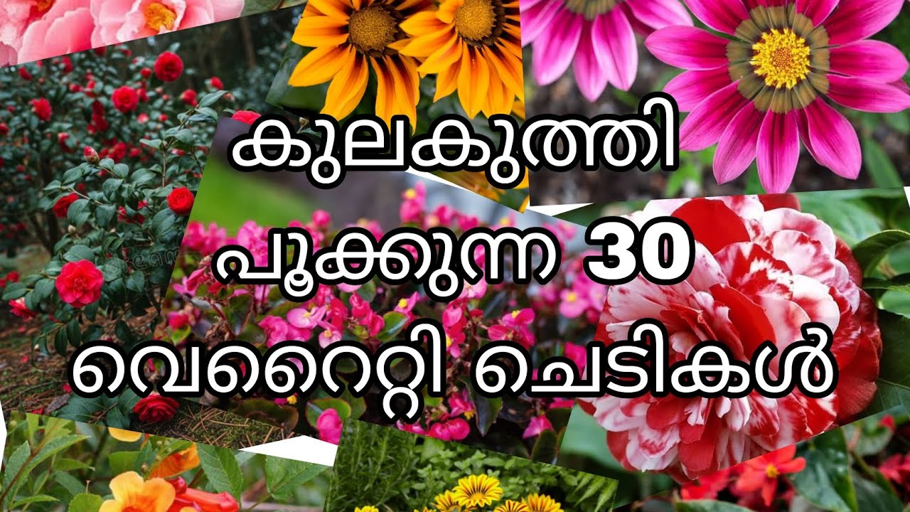 കുലകുത്തി പൂക്കുന്ന 30 വെറൈറ്റി ചെടികൾ 😍😍😍😍😍😍😍😍😍😍😍😍😍😍😍😍😍😍😍😍😍😍😍😍😍😍😍😍😍😍😍😍😍😍😍😍