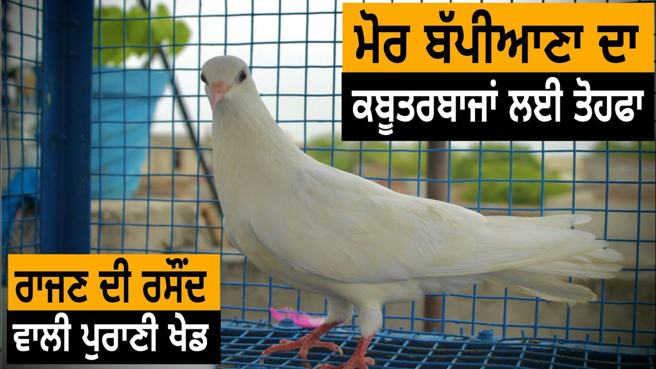 Ik Saunk Kabooter Bazi Da || Episode 28 || ਮੋਰ ਬੱਪੀਆਣਾ ਦਾ ਨਵੇਂ ਕਬੂਤਰਬਾਜ਼ਾਂ ਲਈ ਤੋਹਫ਼ਾ