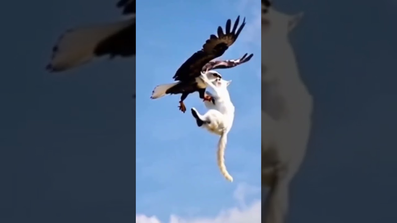 Wild Encounter Gone VIRAL: Eagle's Surprise Attack on Fluffy Feline! 