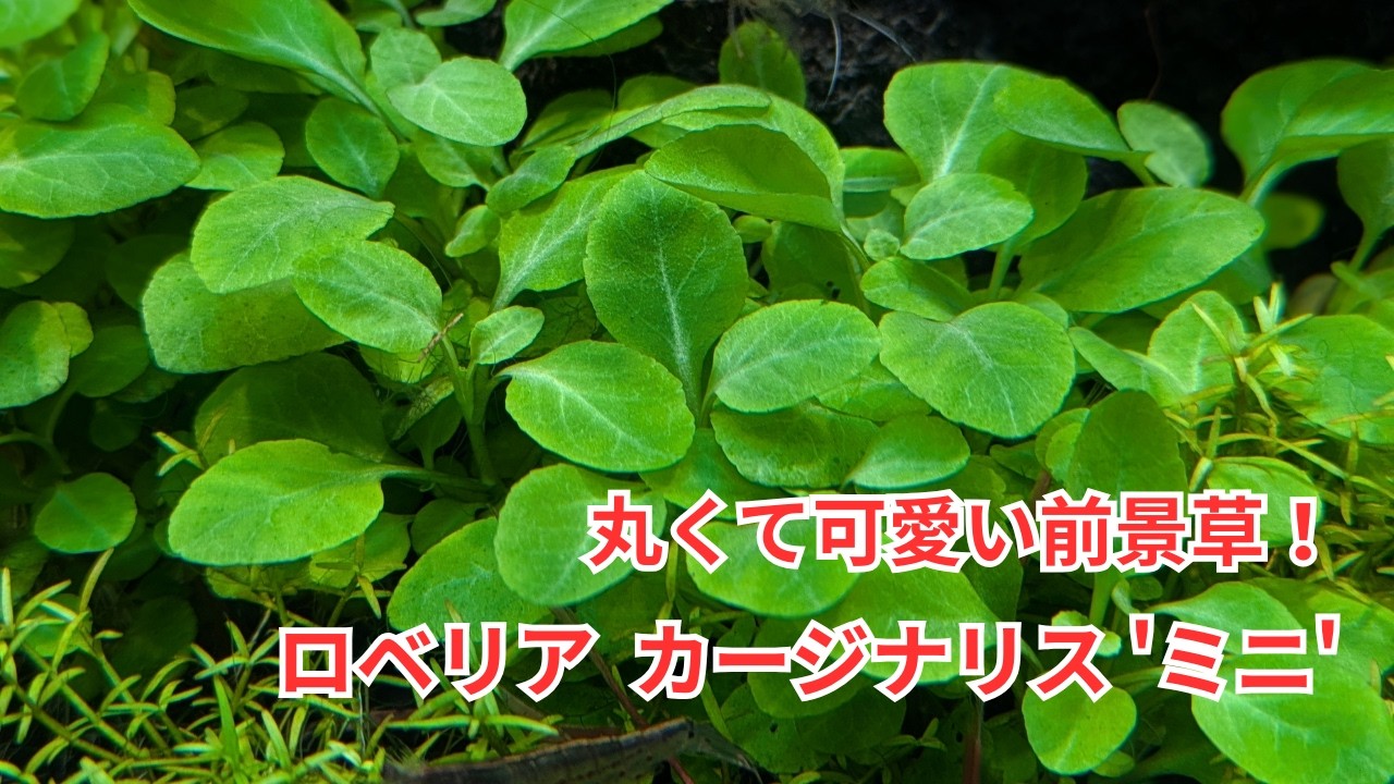 凄く前景に使いやすいから1度は試してほしい「ロベリア  カージナリス 'ミニ'」をご紹介！