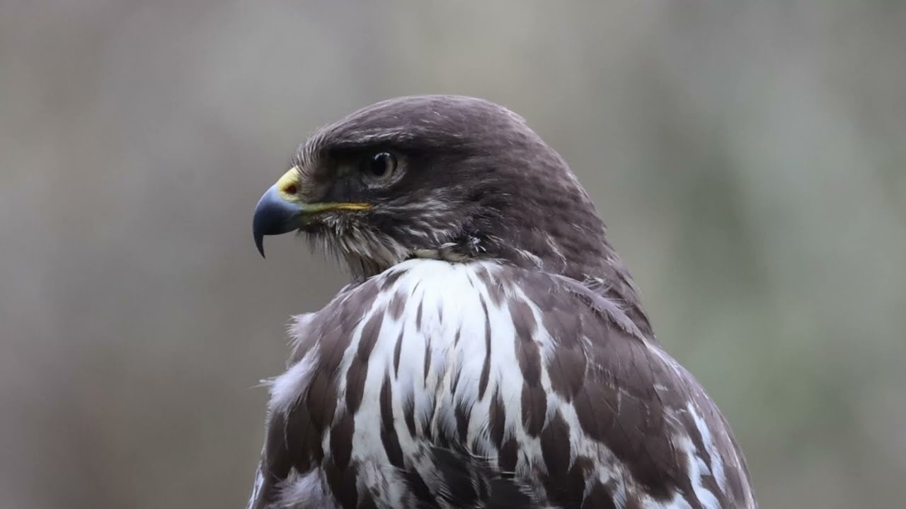 Common Buzzards