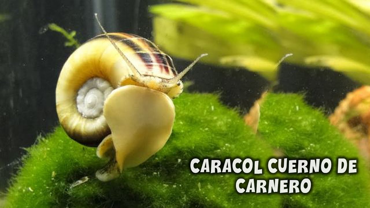 Marisa cornuarietis | FICHA TECNICA sobre el CARACOL CUERNO DE CARNERO | AcuariosLP