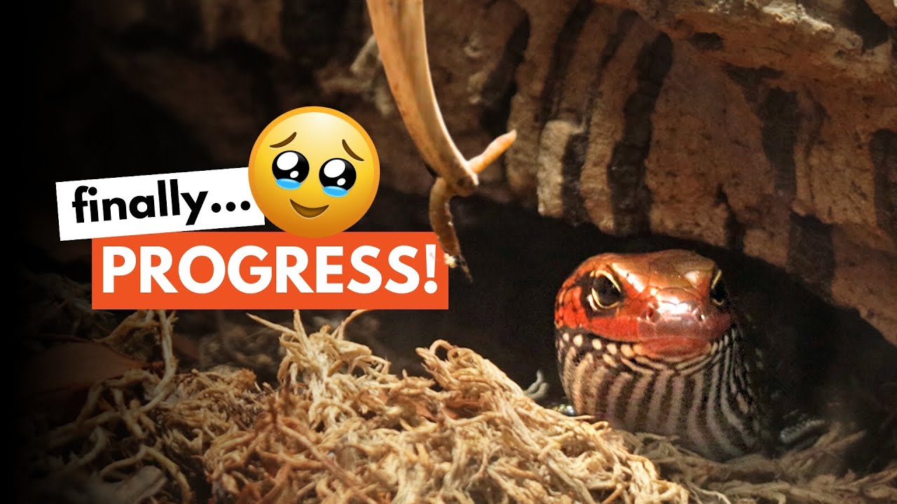 How HARD is it to TAME a Fire Skink? | 10 Week Update!