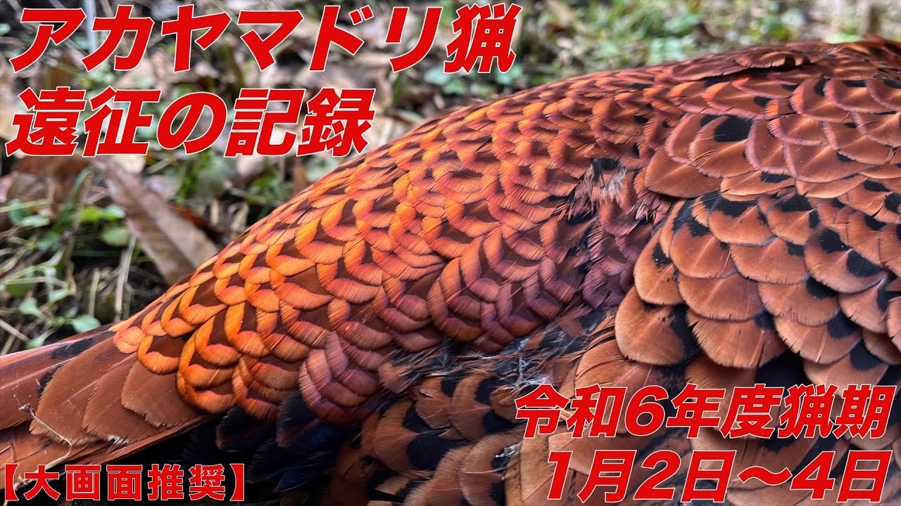 令和6年度 アカ ヤマドリ猟遠征の記録 最終章