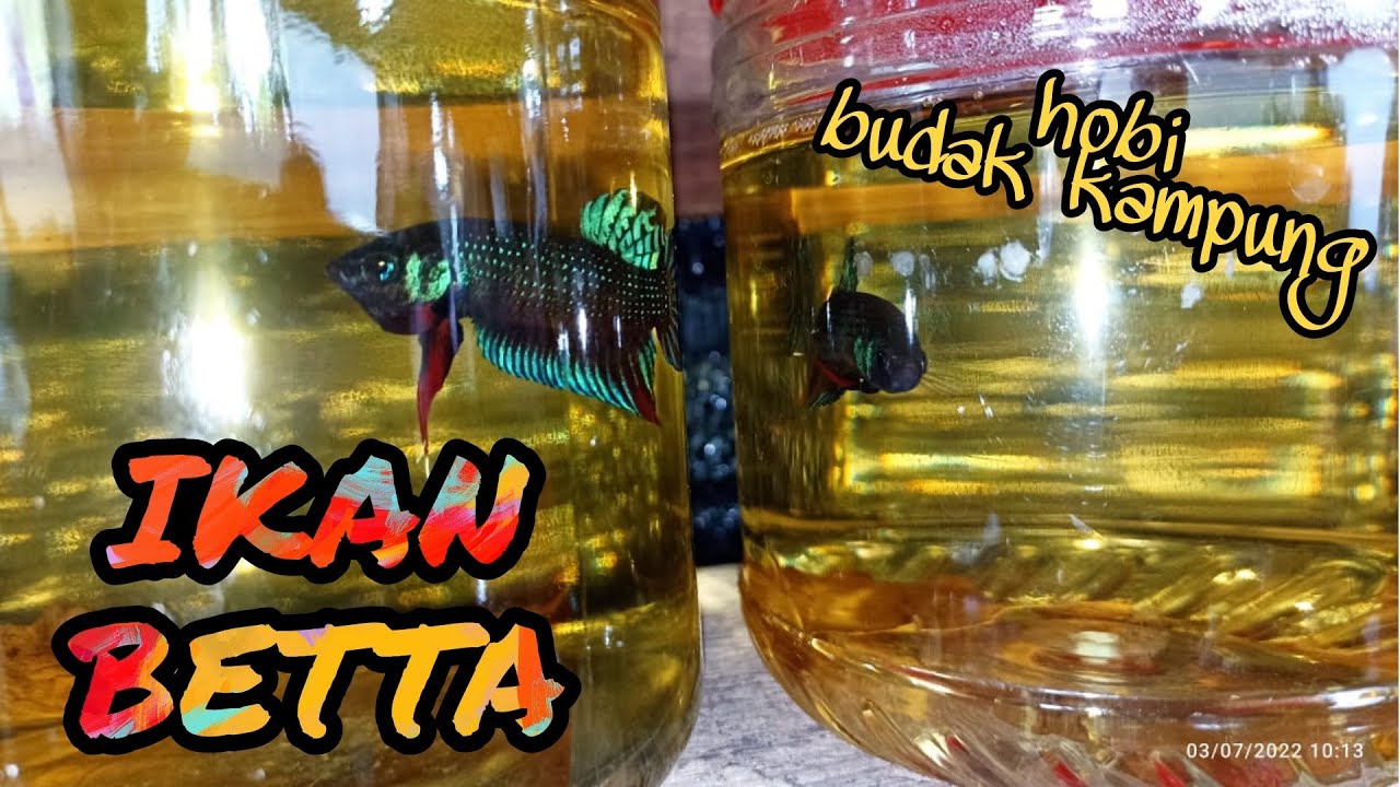 #EP600 Ada Buih Ada Ikan! - cari ikan laga kampung dalam tempurung