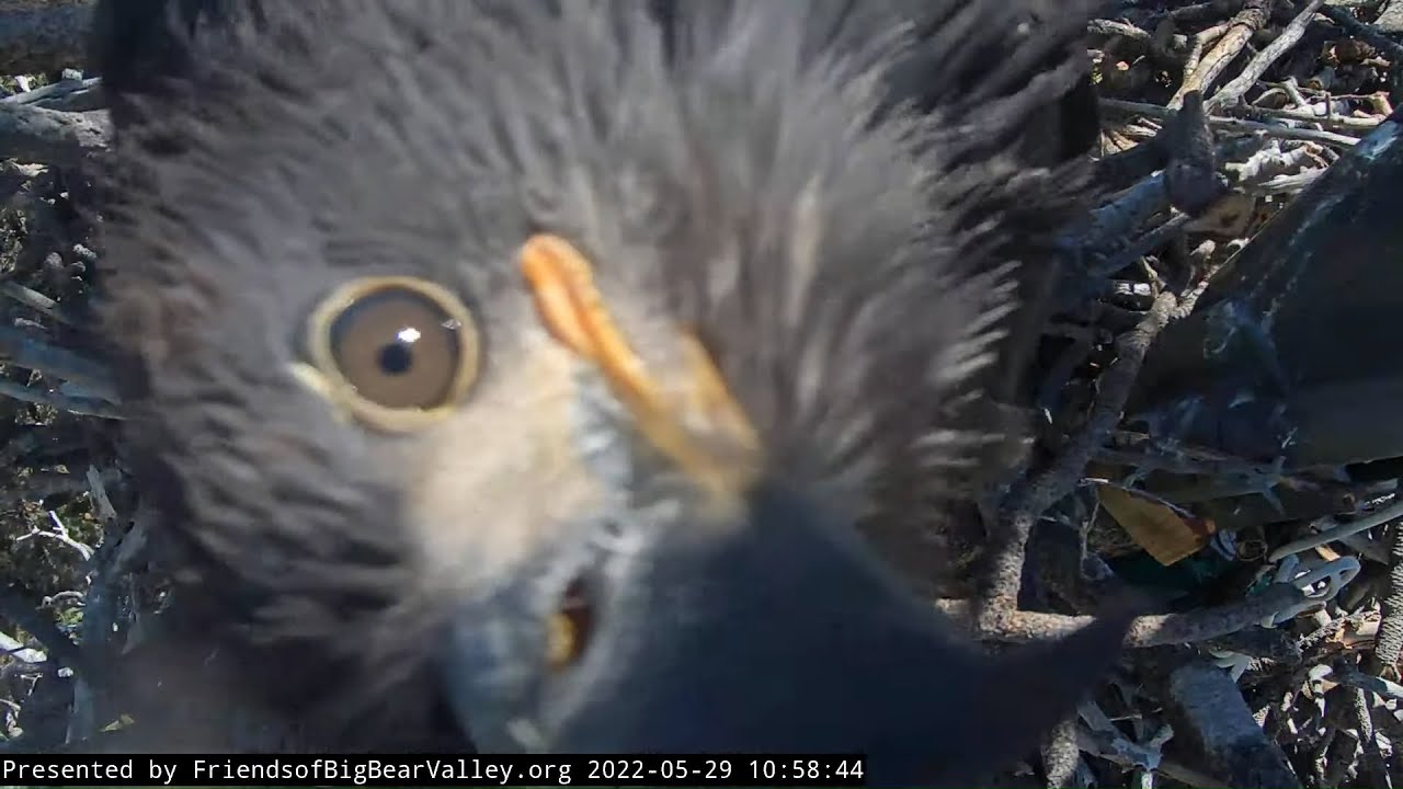 Spirit DISMANTLES the camera🤣💗Big Bear Bald Eagles May 29 2022