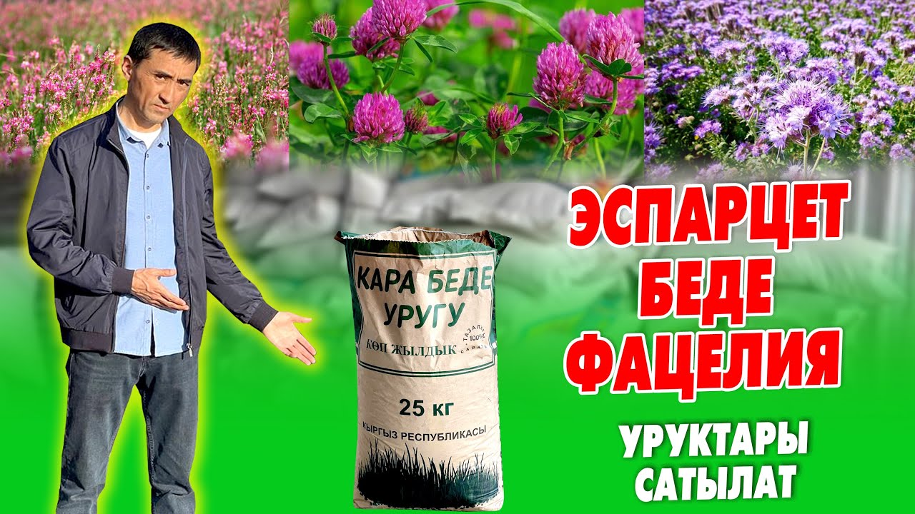 Көп жылдык ЭСПАРЦЕТ, БЕДЕ, ФАЦЕЛИЯ уруктары САТЫЛАТ ~ САПАТЫ жакшы экен