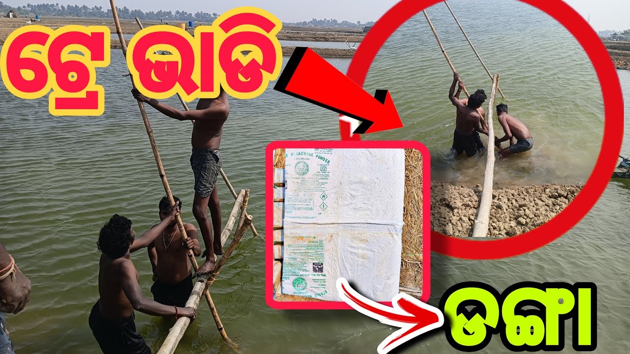   ଚିଙ୍ଗୁଡ଼ି ଘେରିରେ ଦାନା ନଷ୍ଟ ହେଉଛି କି? ଟ୍ରେ ଭାଡି ବ୍ୟବହାର କରି ଲାଭ ବଢାନ୍ତୁ!