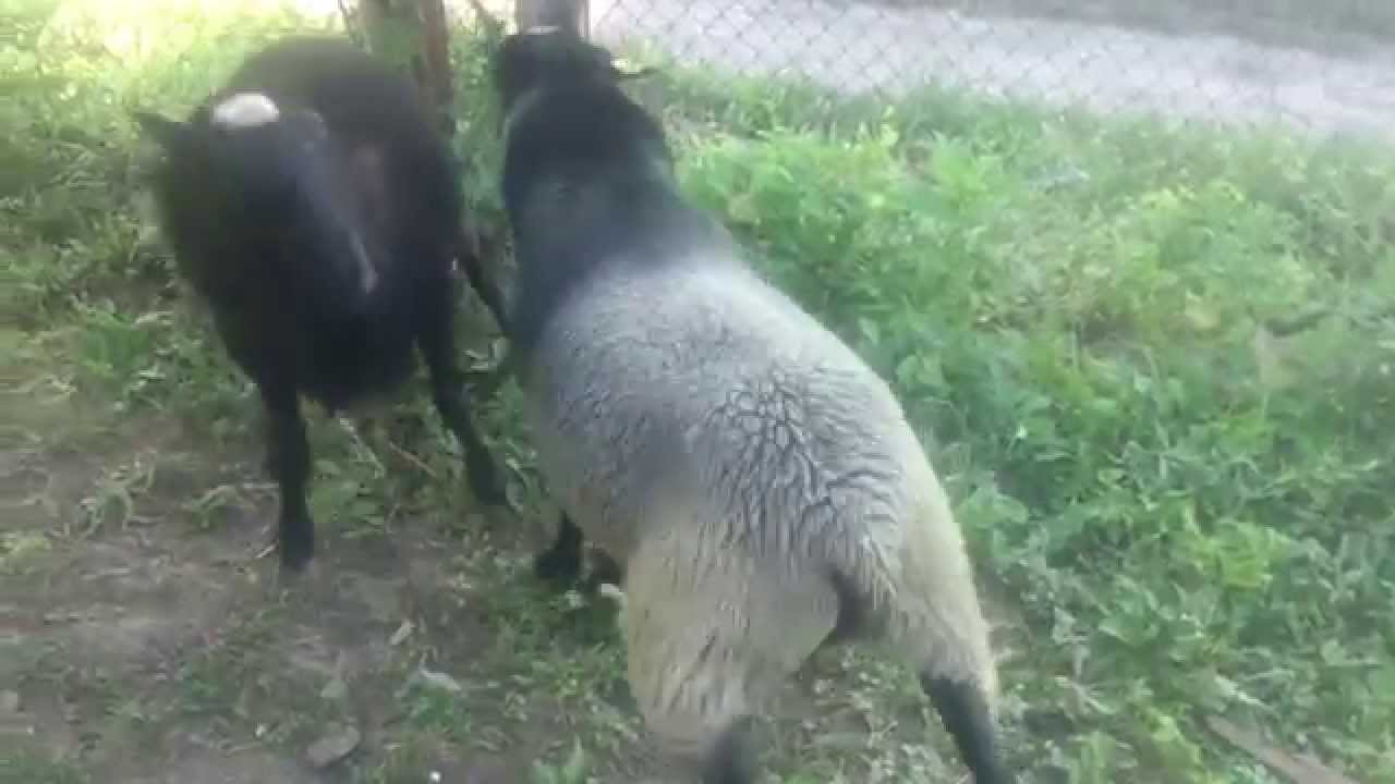 Меч - Romanovske ovce - Романовская порода овец - Romanov sheep rams