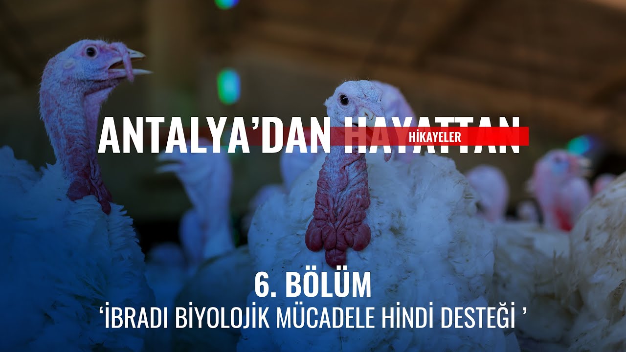 Hindi Dağıtımı | 6. Bölüm