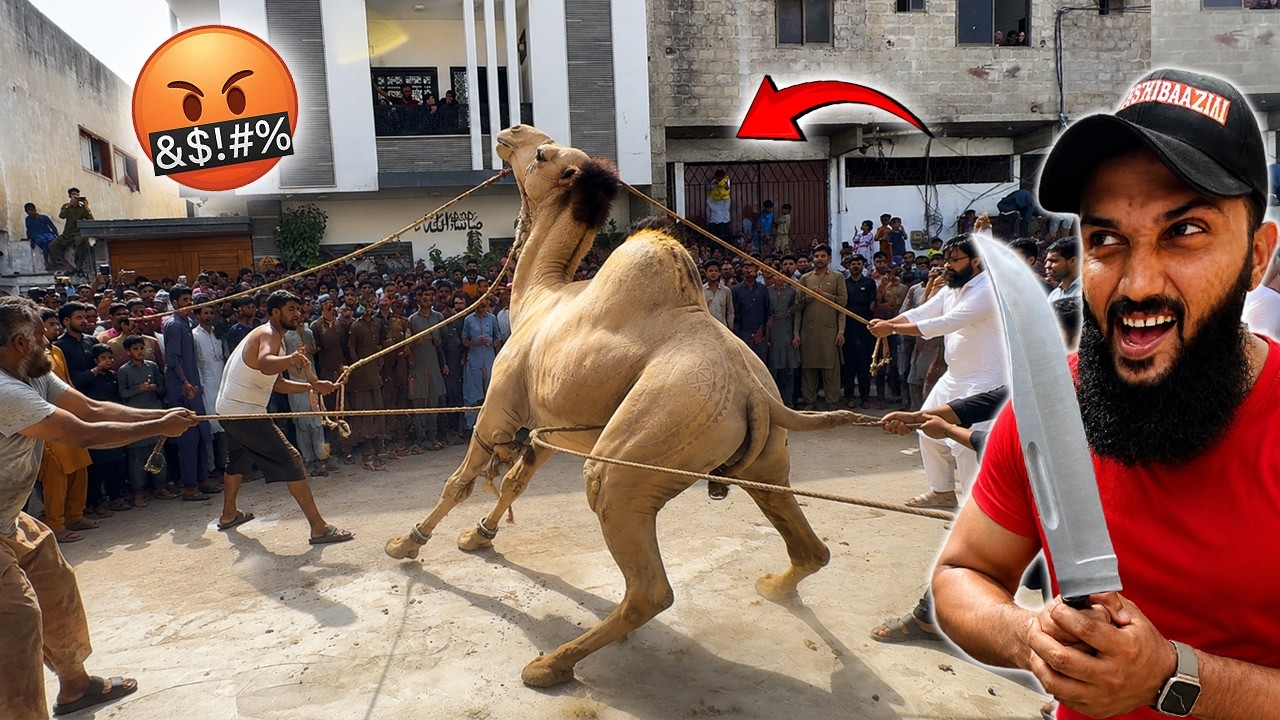 Camel Qurbani 2026 😳 | Camel out of control | Qurbani 2026