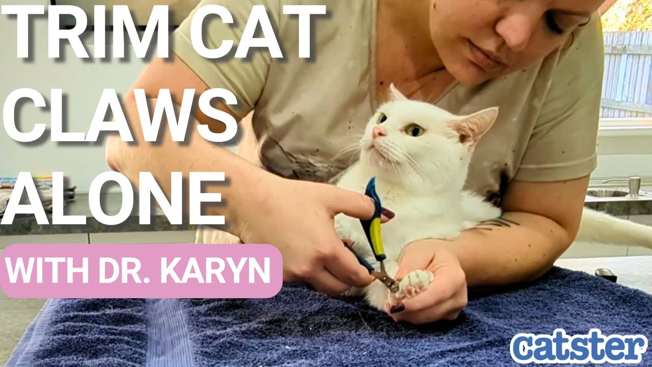 Как подстричь когти кошке самостоятельно | #кошка #кошки101 #кошачьикогти