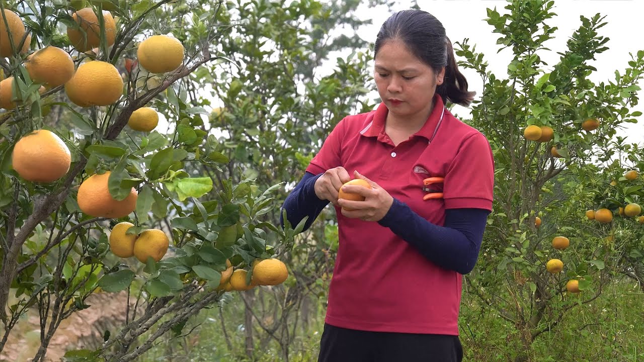Harvesting 1000+ Oranges To Sell At The Country Market - Winter Vegetable Garden Care | Rural Life