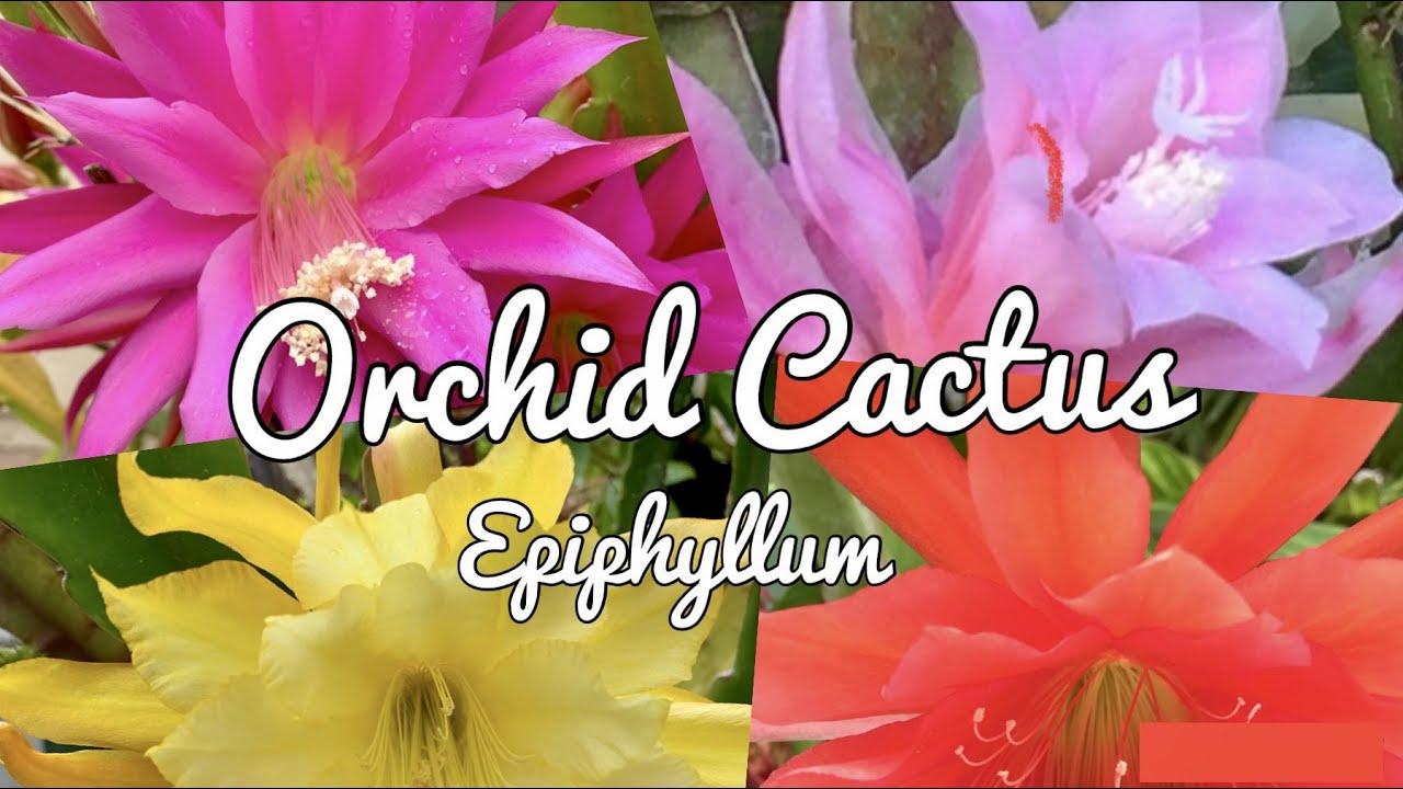 Orchid Cactus - Epiphyllum - Blooming