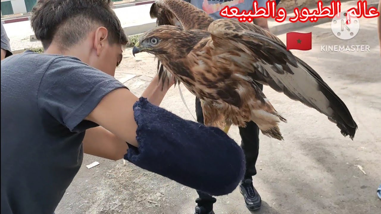 سوق مكناس الطيور تزيين 2023 يوليوز 30 المقنان ستيبات مفقود وصل 150 درهم صورنالكم نسر مرودي 🕊️ كارث🦅
